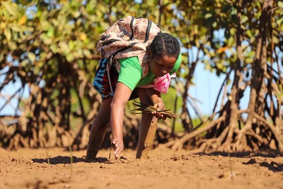 Planting mangroves