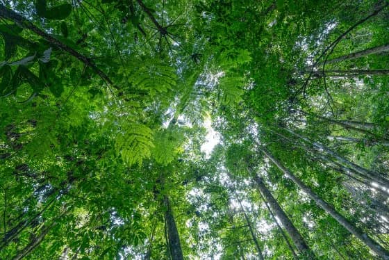 Forest canopy