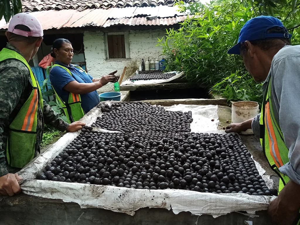 Seed balls