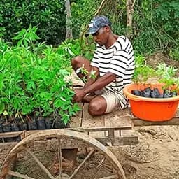 Planter with seedlings